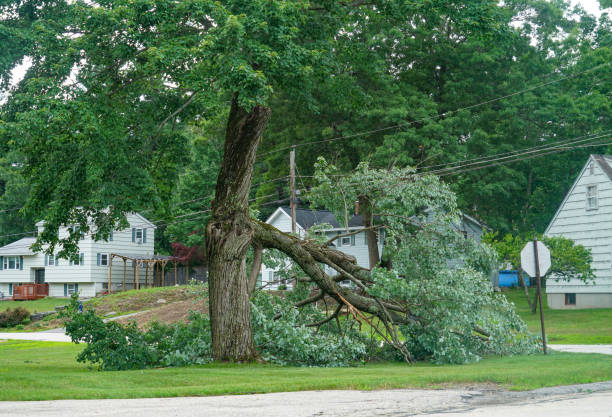 Reliable Longtown, OK Tree Service Solutions